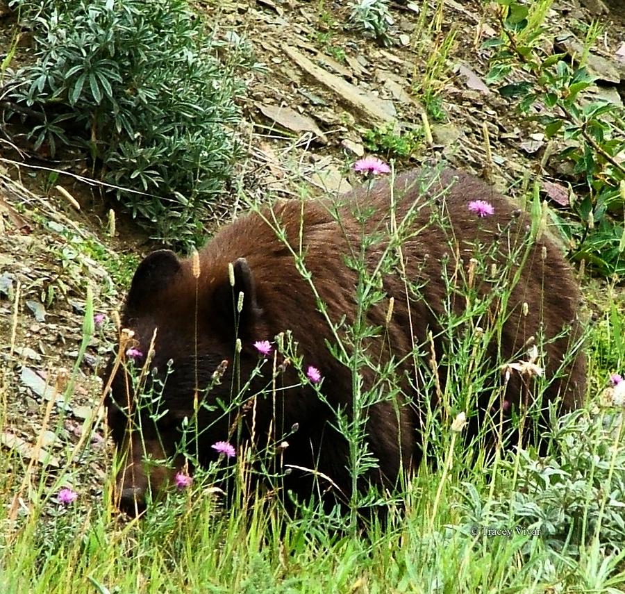 Bear with Knapweed Photograph by Tracey Vivar