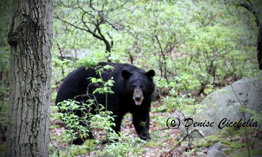 Bear with me Photograph by Denise Cicchella