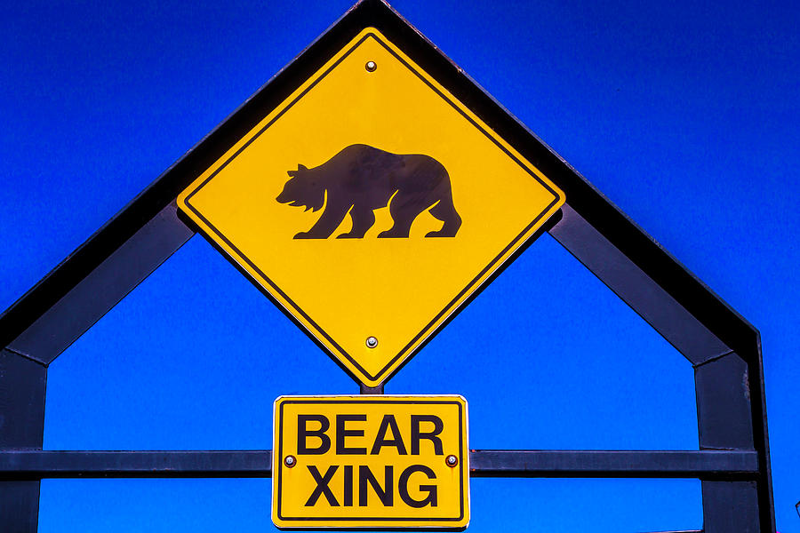 Bear Xing Photograph by Garry Gay