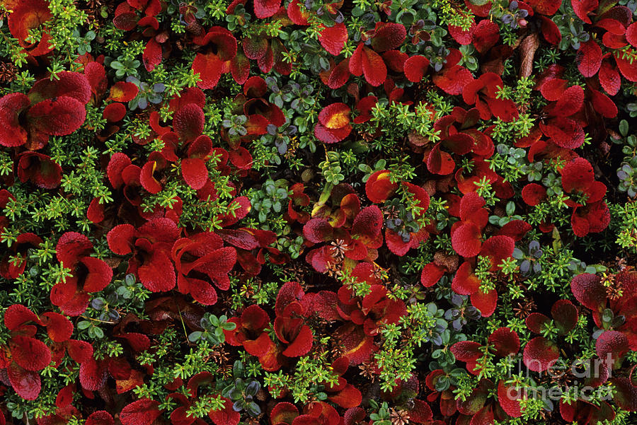 Denali National Park Photograph - Bearberry and Moss by John Hyde - Printscapes