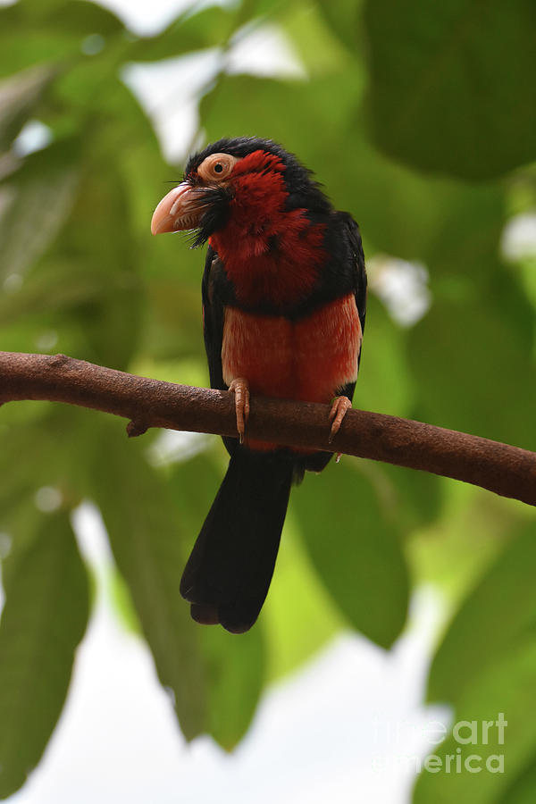 Bearded Barbet with Red and Black Feathers in a Tree Photograph by DejaVu Designs