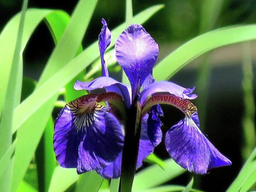Bearded Blue Iris Photograph by Linda Stern