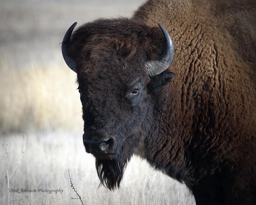 Bearded Buffalo Bull Photograph by Dirk Johnson