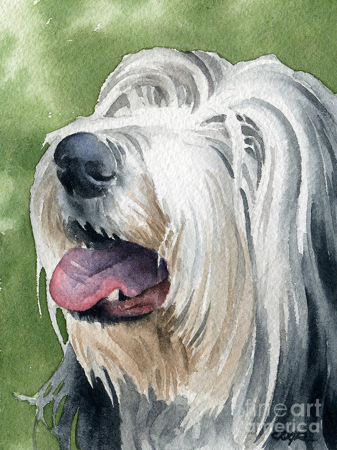 Dog Painting - Bearded Collie by David Rogers