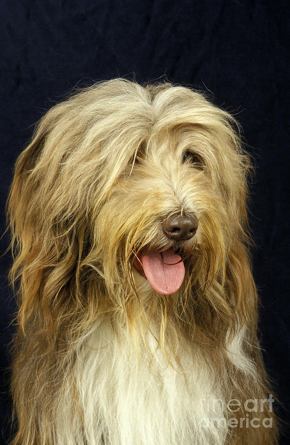 Bearded Collie Photograph by Gerard Lacz