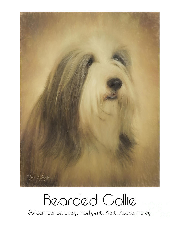 Bearded Collie Poster Digital Art by Tim Wemple