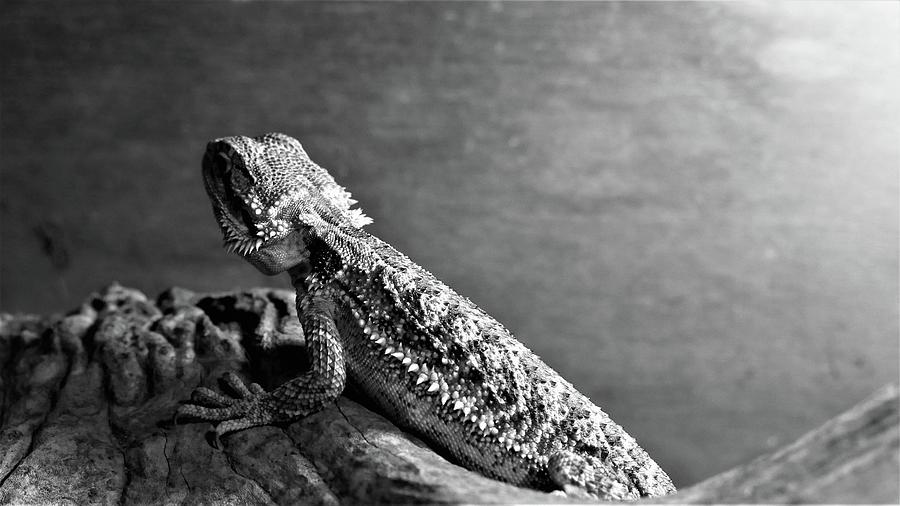 Black And White Photograph - Bearded Dragon by Kyle Farr