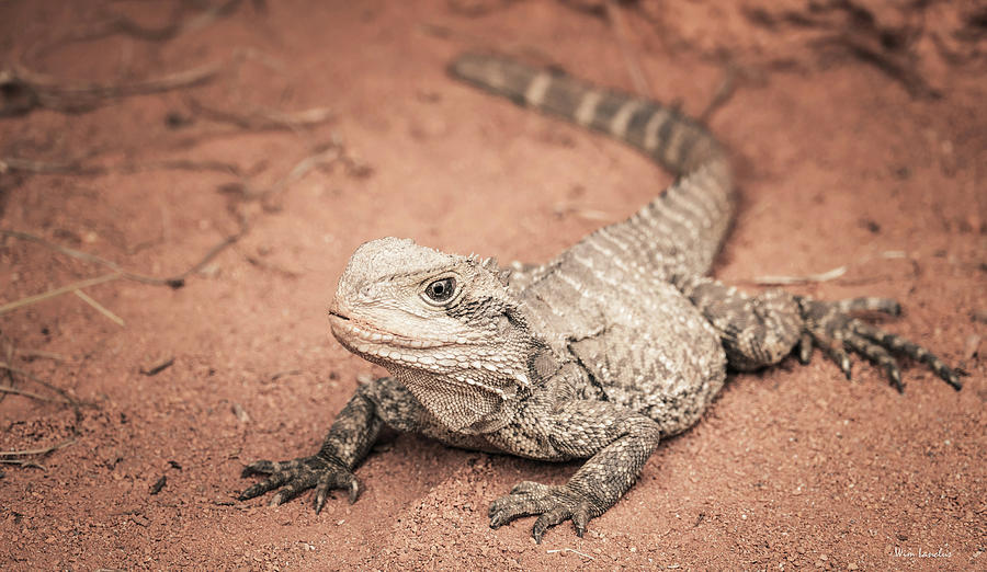 Bearded Dragon Lizard Photograph by Wim Lanclus