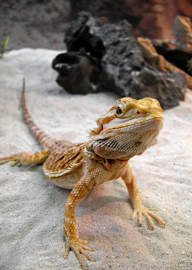 Animal Photograph - Bearded Dragon by Michele Stoehr