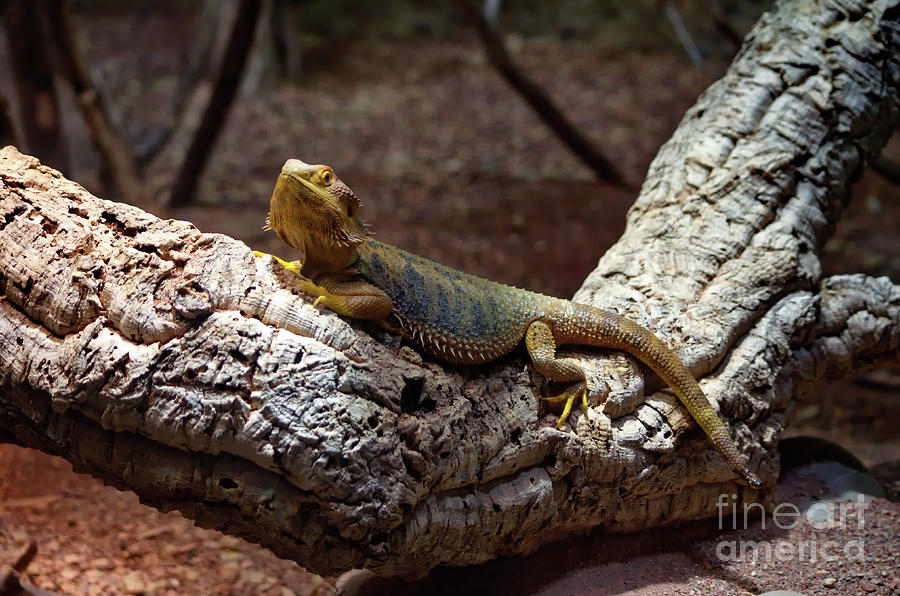 Bearded Dragon Photograph by Michelle Meenawong