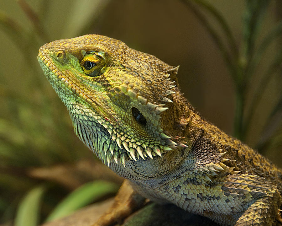 Bearded Dragon Photograph by Mitch Spence