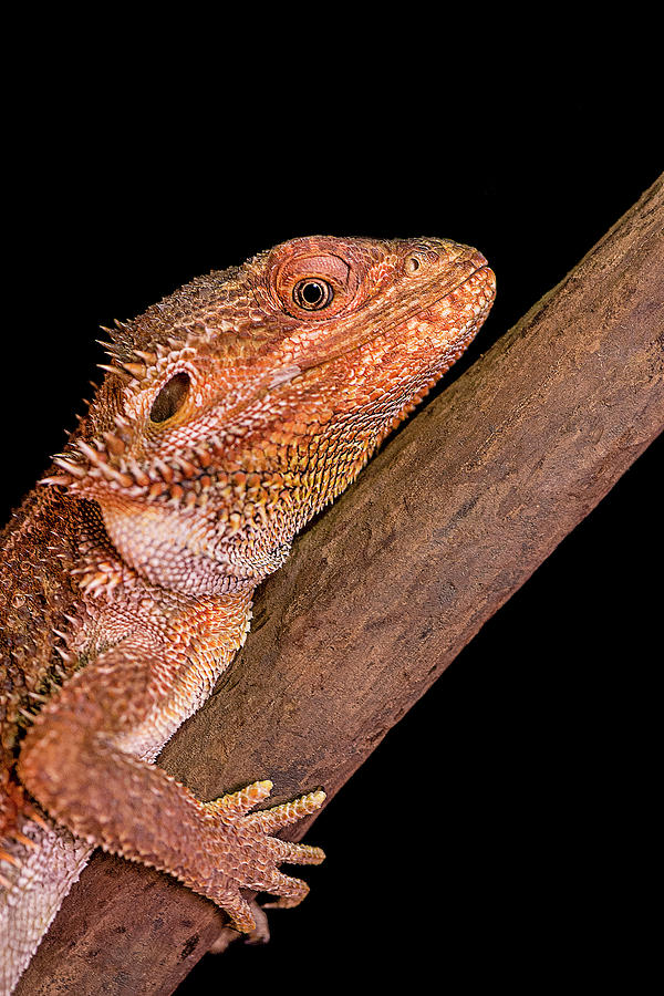 Bearded Dragon - Pogona Photograph