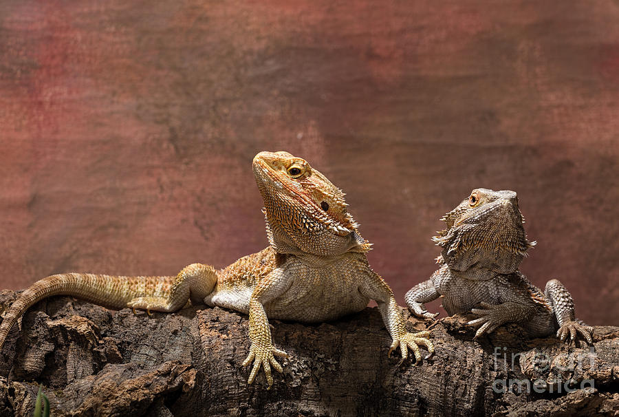 Bearded Dragons Photograph by Les Palenik