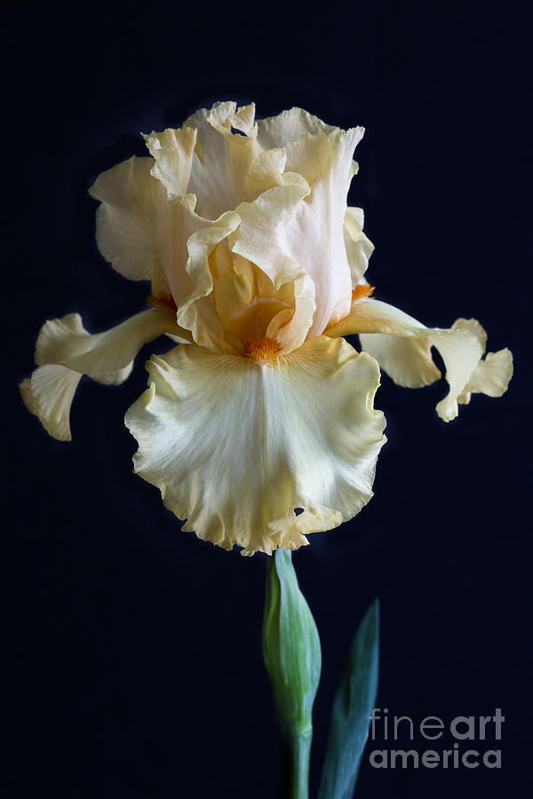 Bearded Iris 3 #1 Photograph by Elena Nosyreva