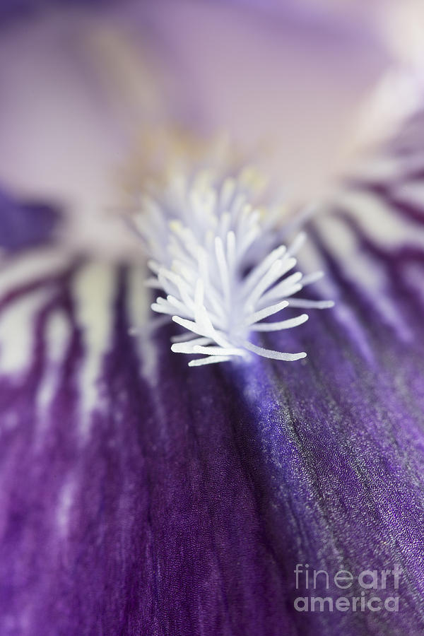 Bearded Iris 2 Photograph by Elena Nosyreva