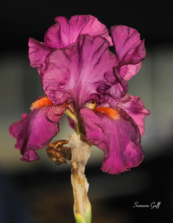Bearded Iris Beauty Photograph by Suzanne Gaff