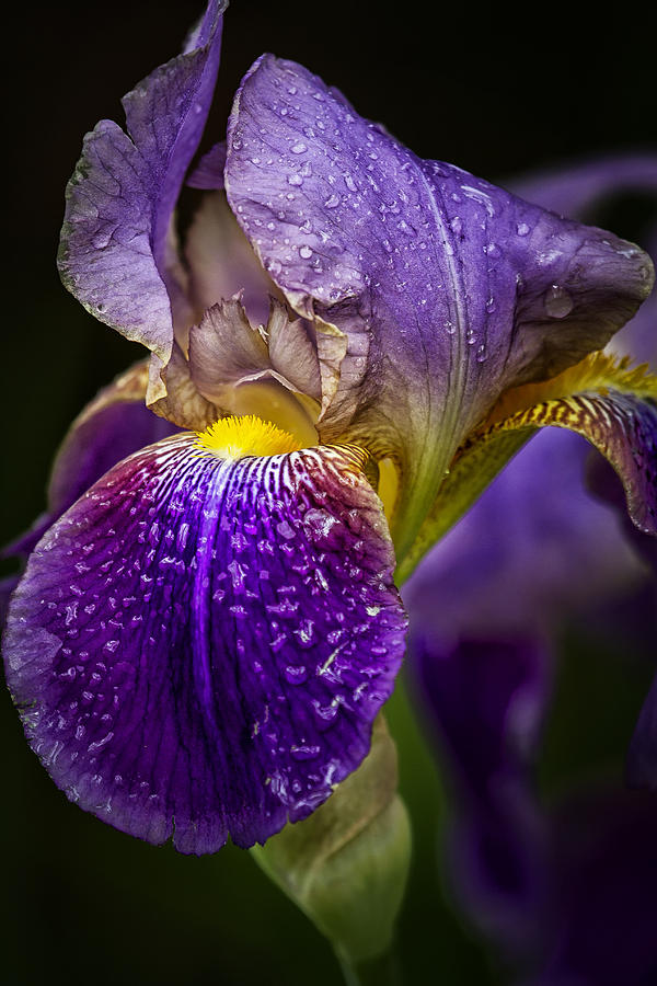 Bearded Iris Photograph by Belinda Greb