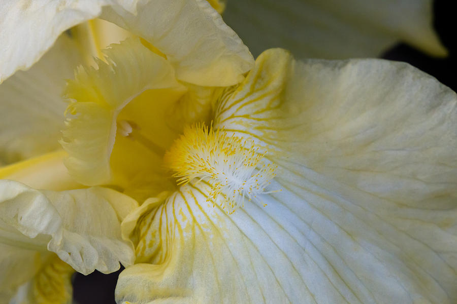 Iris Photograph - Bearded Iris by Cathy Donohoue