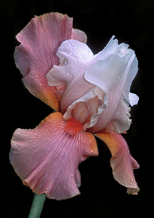 Bearded Iris Photograph by Dave Mills