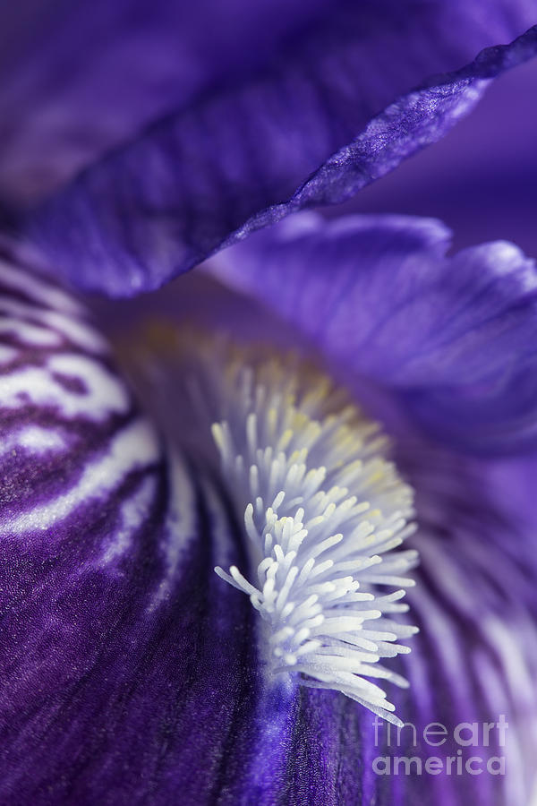 Bearded Iris Photograph by Elena Nosyreva