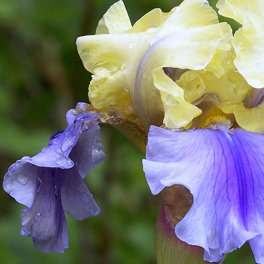 Iris Photograph - Bearded Iris by Elizabeth Thomas