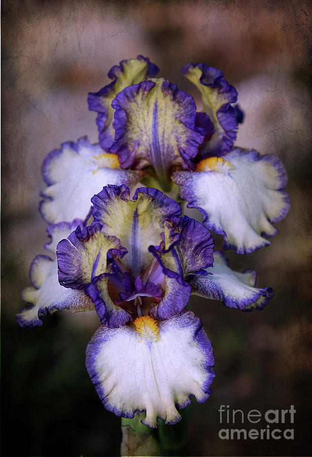 Nature Photograph - Bearded iris by Elizabeth Winter