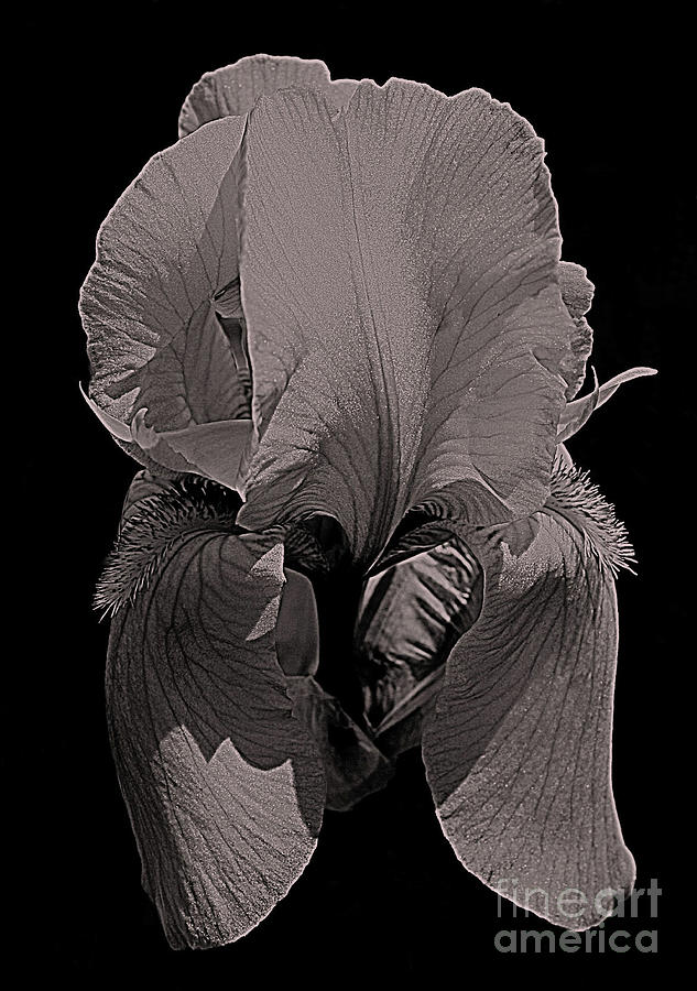 Bearded Iris Flower In Black And White Photograph by Smilin Eyes Treasures