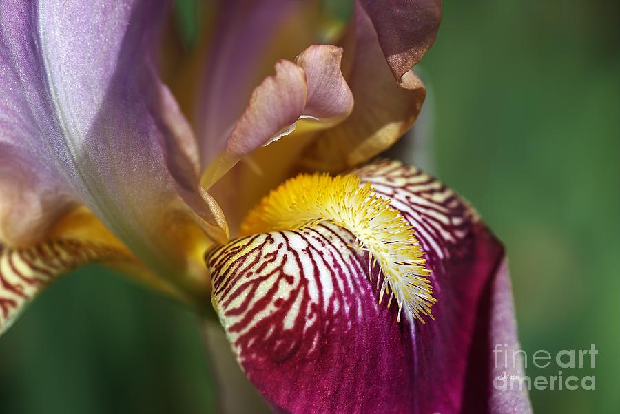Iris Photograph - Bearded iris Flower Mary Todd by Joy Watson