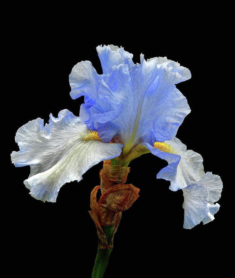 Iris Photograph - Bearded Iris by Floyd Hopper