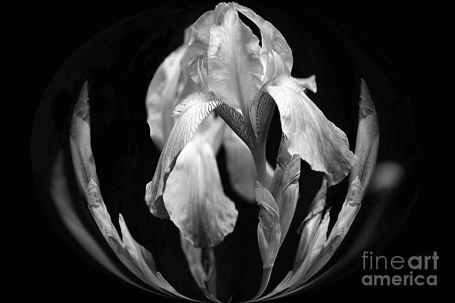 Bearded Iris in a Bowl in Black and White Photograph by Sandra Huston
