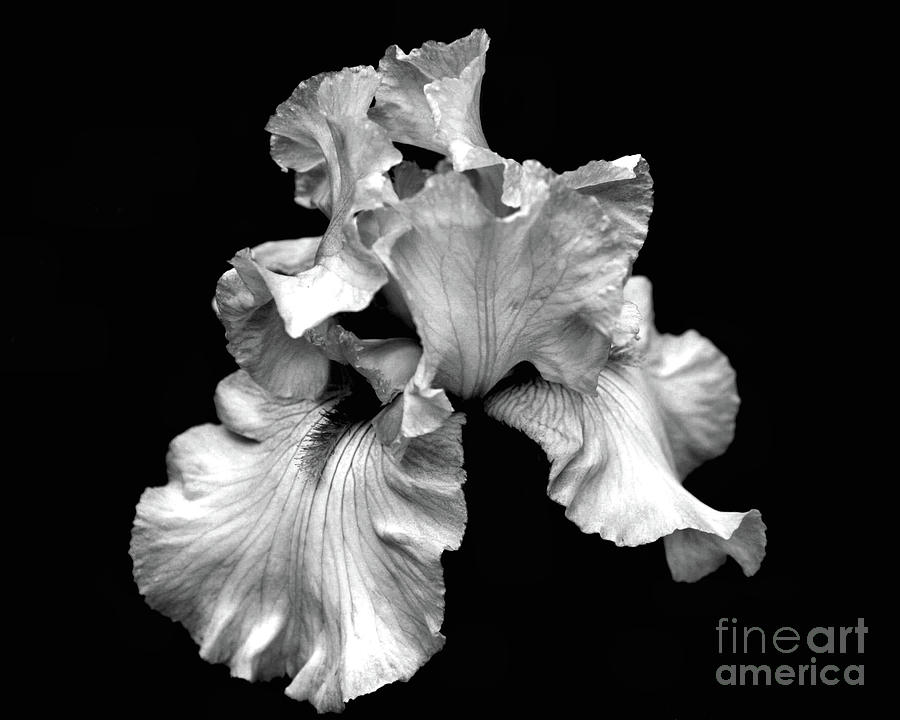 Bearded Iris In Black And White Photograph by Smilin Eyes Treasures