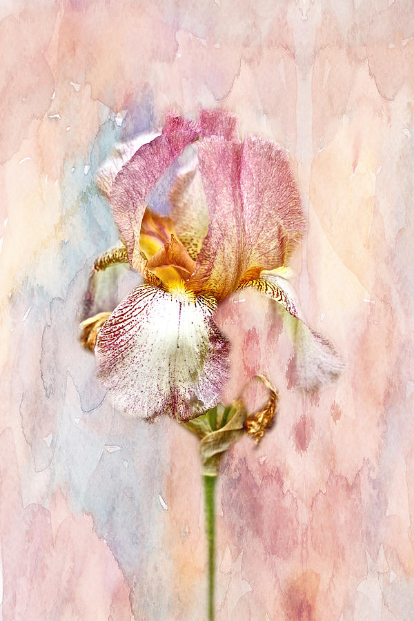 Bearded Iris in Pastels Photograph by Carol Senske