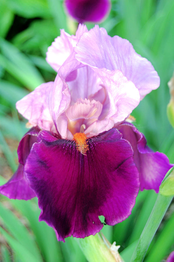 Bearded Iris in Violet Photograph by Jame Hayes