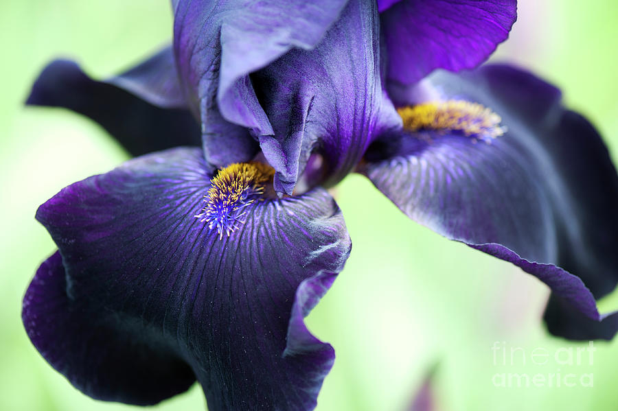 Bearded Iris Interpol Flower Photograph by Tim Gainey