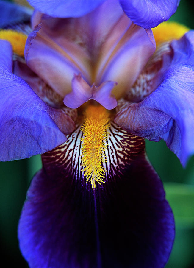 Bearded Iris Photograph by Jim Benest