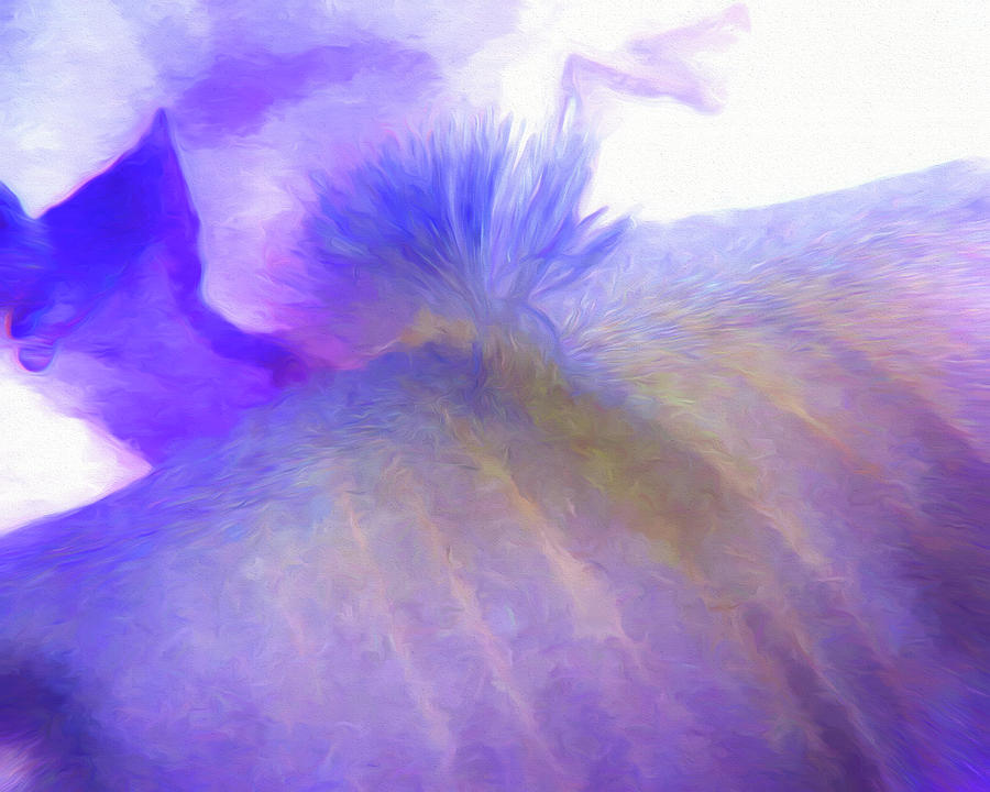 Bearded Iris Photograph by John Freidenberg