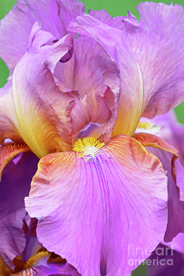 Flower Photograph - Bearded Iris-Miss California by Regina Geoghan