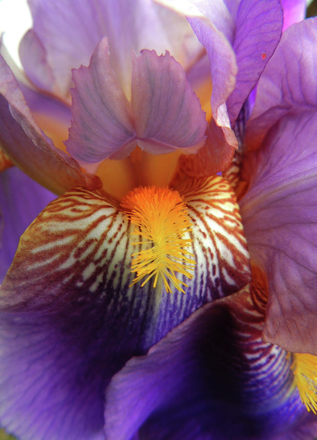 Bearded Iris Photograph by Nancy Griswold