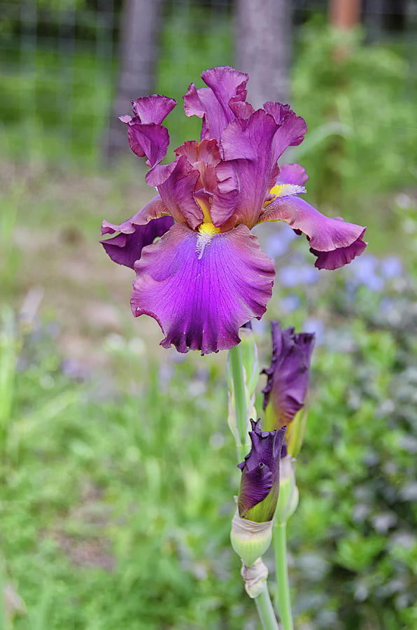 Bearded Iris pastel purple Photograph by Debra Baldwin