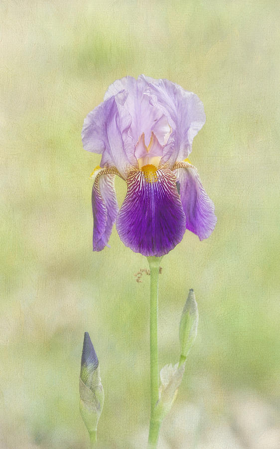 Bearded Iris Photograph by Richard Macquade