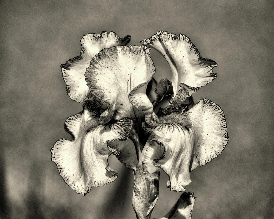 Bearded Iris White with Purple in Black and White Photograph by Bill Swartwout