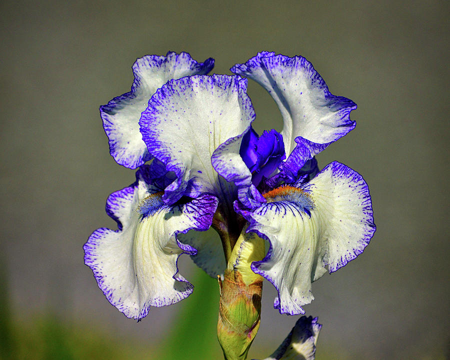 Bearded Iris White with Purple in Glorious Color Photograph by Bill Swartwout