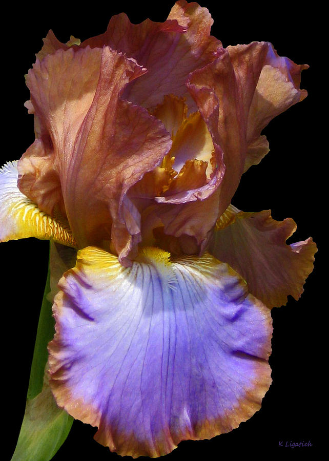 Bearded Iris with Black Background Photograph by Kerri Ligatich