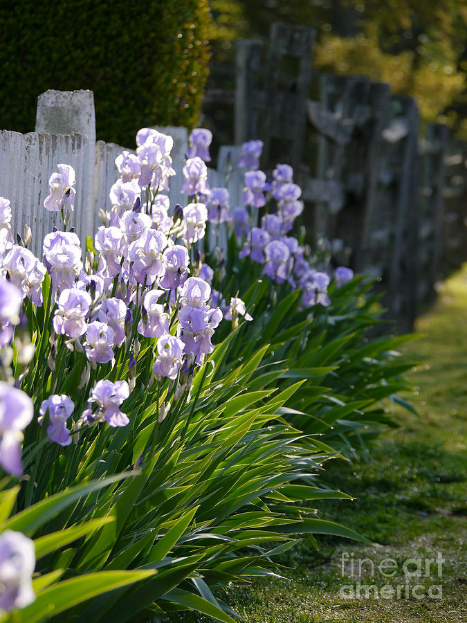 Bearded Irises Along a Fence Photograph by Rachel Morrison