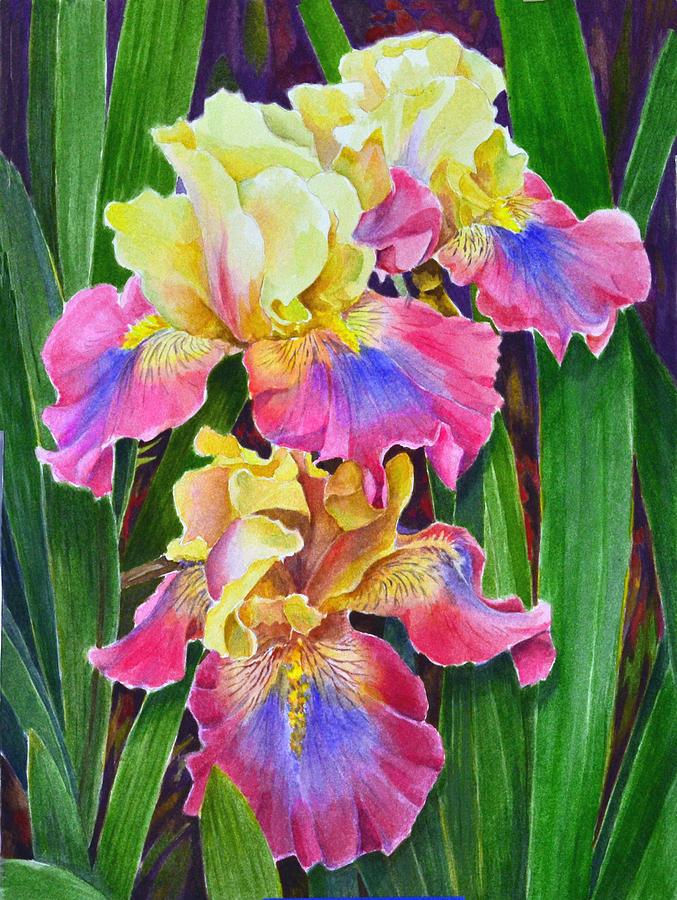 Bearded Irises Painting by Colleen Marquis