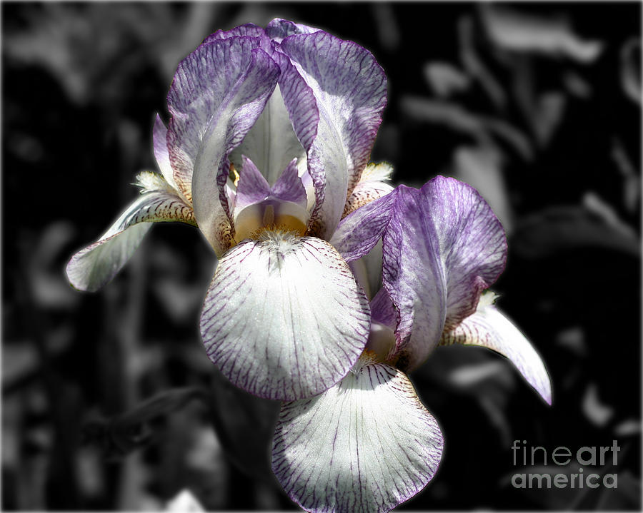 Bearded Irises Partial Color Photograph by Smilin Eyes Treasures