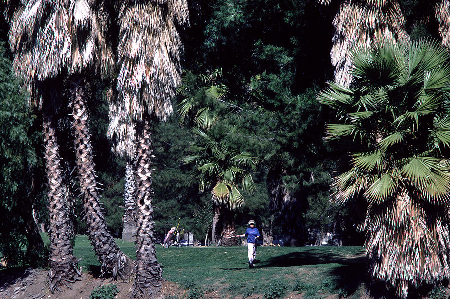 Bearded Palms #3 Photograph by Marvin Wolf - Fine Art America