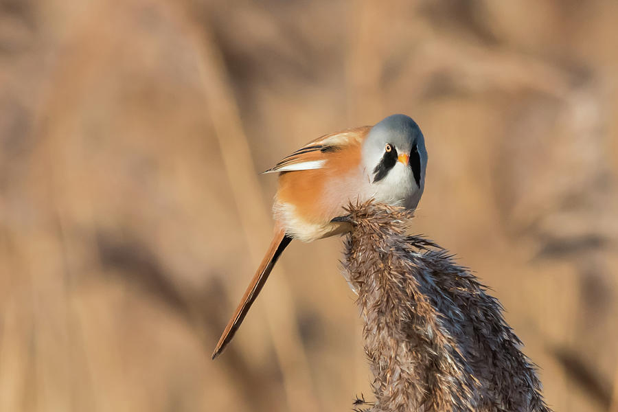 Bearded Reedling Photograph by Wendy Cooper
