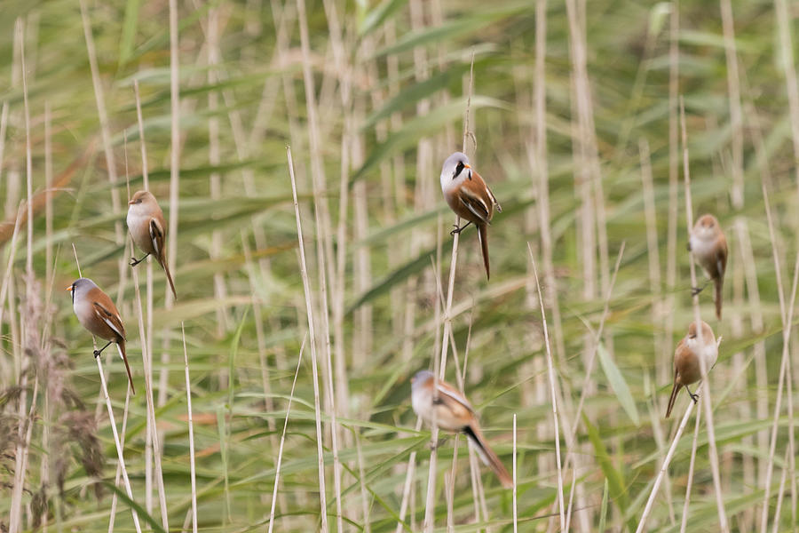 Bearded Reedlings Family Outing Photograph by Wendy Cooper