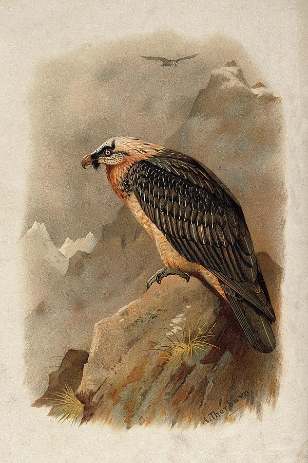 Bearded Vulture by Thorburn Mixed Media by Movie Poster Prints